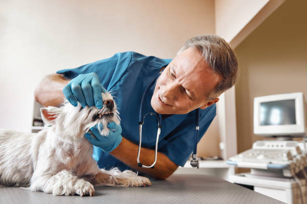 Best Emergency Root Canal Therapy in Farmersville, OH